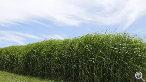 miscanthus