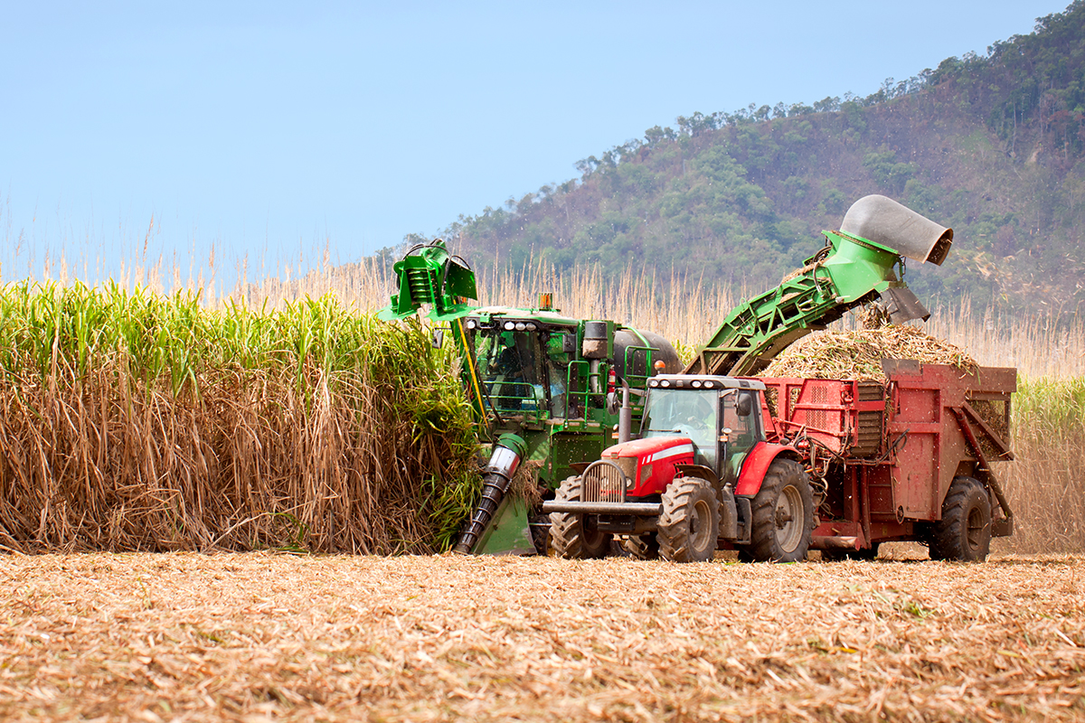 sugarcane harvest