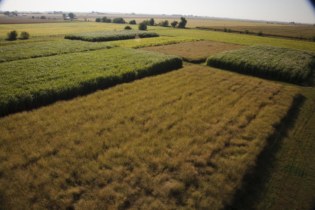 bioenergy crops