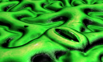 picture of stomata on a flat leaf surface