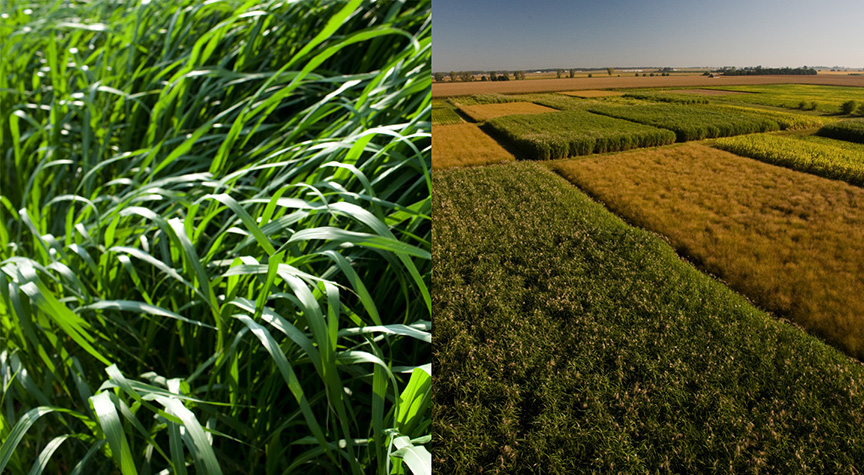 miscanthus field