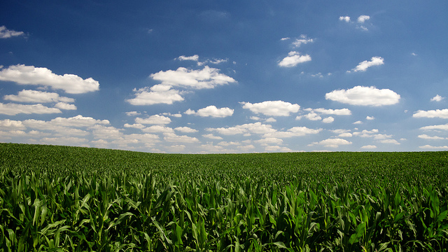 field