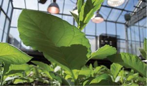 plant leaf