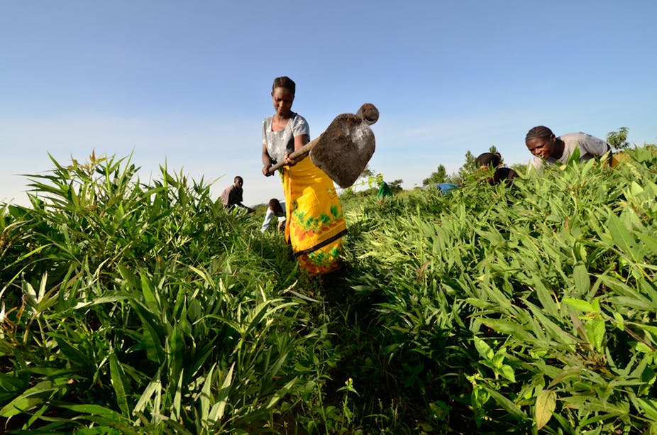 women working in field