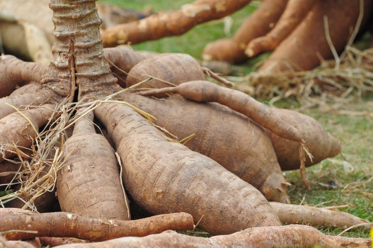 cassava roots