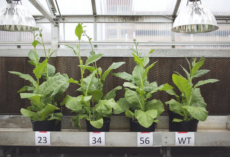 GE tobacco plants are larger than WT