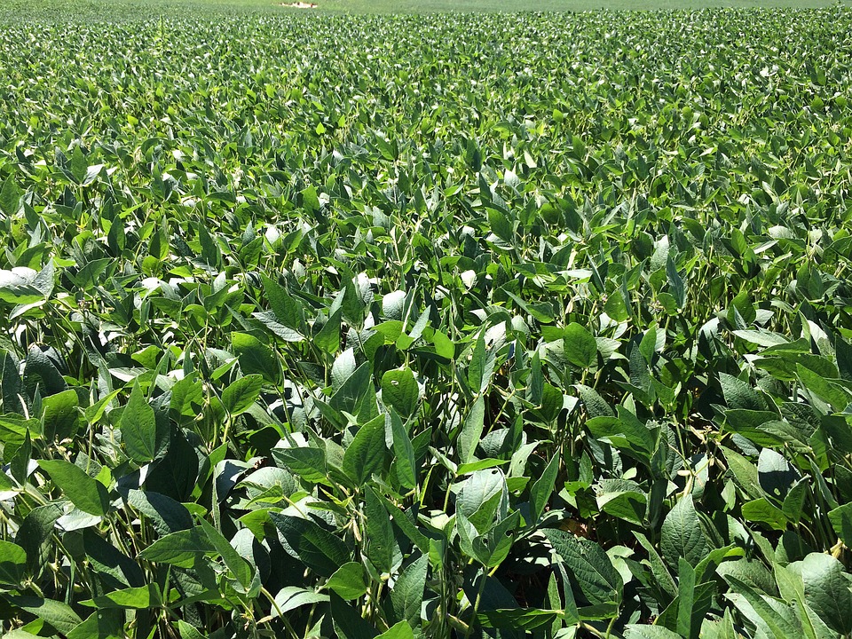 soybean field