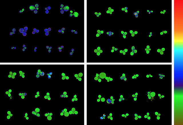 Images of seedlings taken with a scientific instrument. 