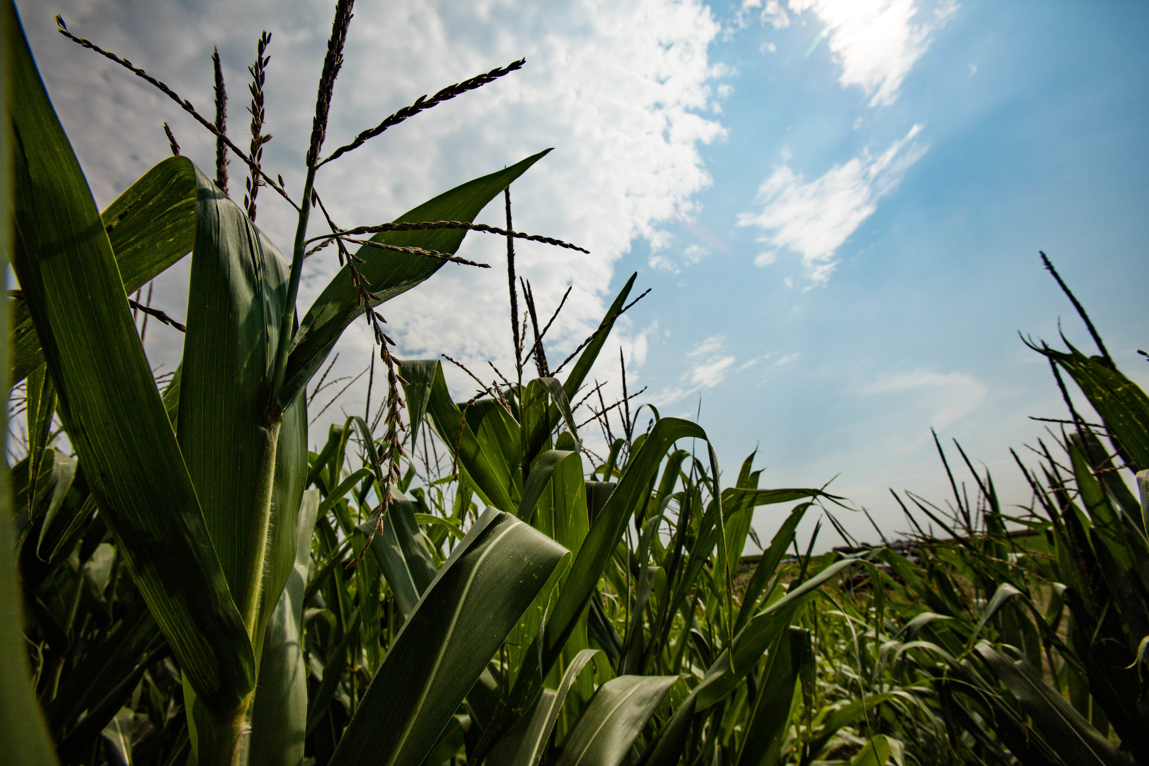 Dynamic photosynthesis