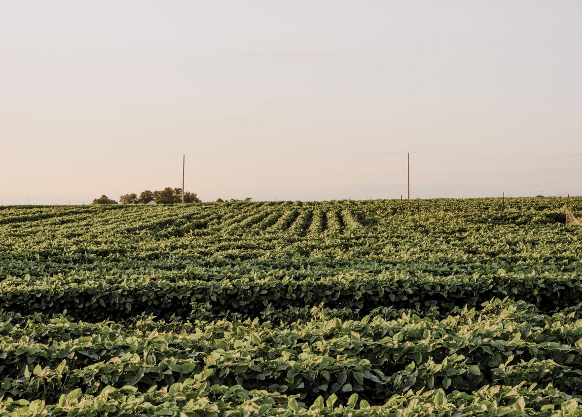 soybeans at sunset
