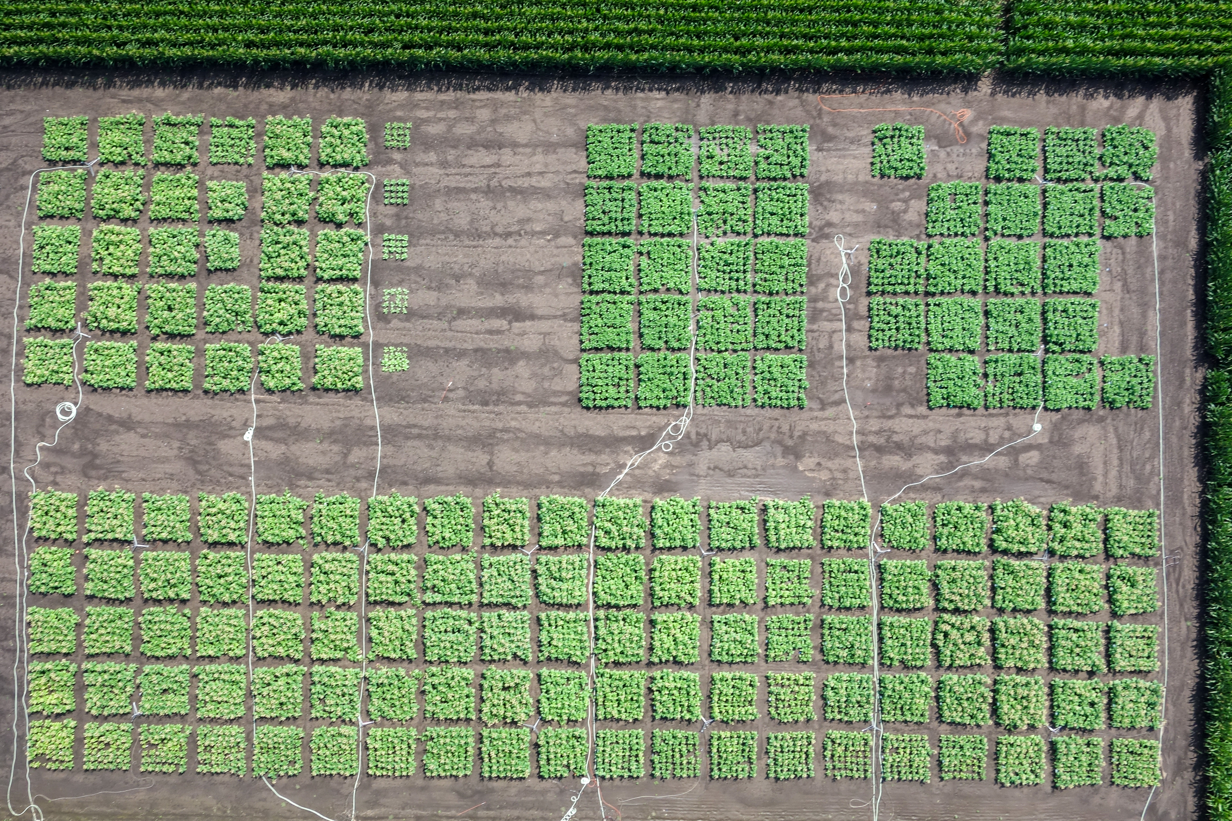 Aerial view of field trials