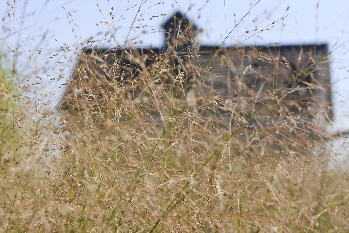 Switchgrass 