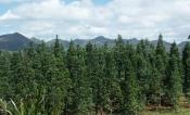 Agathis Lanceolata Plantation