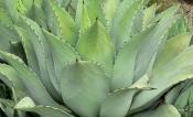 Agave