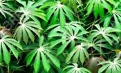 cassava leaves