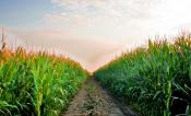 Corn