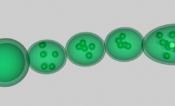 CyanoBacteria