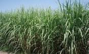 Miscanthus