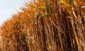 Fall, Miscanthus x giganeus