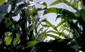 Crops