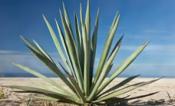 Agave