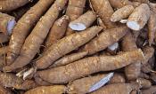 casava