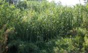 Plants