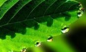 leaf with water drops