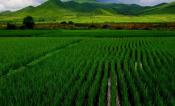 Rice Field