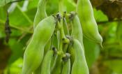soybeans