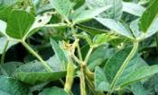 Soy