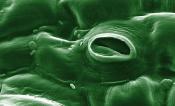 Stomata