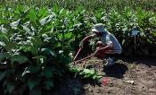 Transgenic tobacco plants from study
