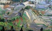Aerial picture of rice paddies.