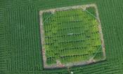 Aerial image of SoyFACE