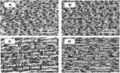 Optical topometry images of leaf abaxial surfaces used for stomatal profiles
