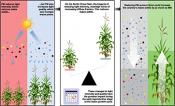 The impacts of reducing light intensity on the North China Plain.