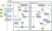 Metabolic model schematic of C4 photosynthesis.