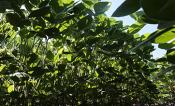 Light in the soybean canopy