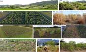 Photos of Miscanthus growing in the five trial sites showing both an overview of the field trial and a section of the field that captures the diversity in the genotypes.