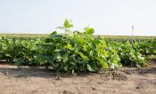 Cowpea plants in a field on a sunny day