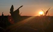 The sun showing through corn stalks.
