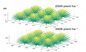 Measurements of the taquilana plant