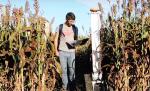 robot in field