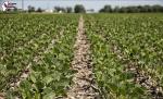 soybean field