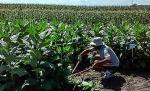 manufacturing cellulase field trials