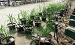 Rice in pots in a greenhouse